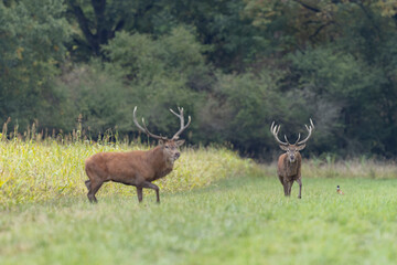 Stag Cervus elaphus in a European forest during rutting
