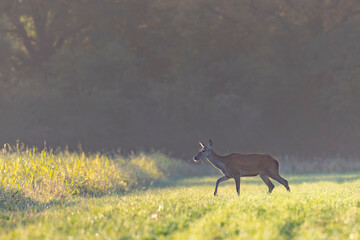 Stag Cervus elaphus in a European forest during rutting