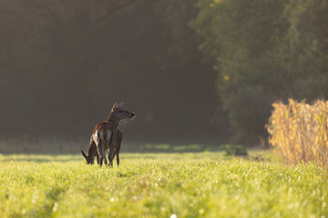 Stag Cervus elaphus in a European forest during rutting