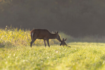 Stag Cervus elaphus in a European forest during rutting