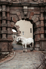 Noriker in Burgkulisse