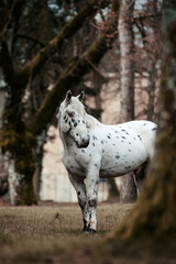 Noriker in Burgkulisse