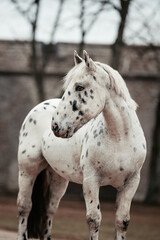 Noriker in Burgkulisse