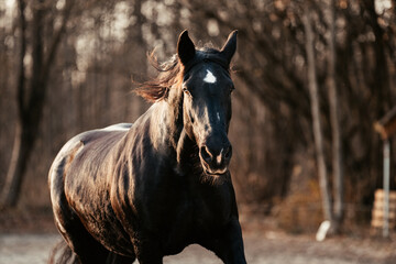 Noriker in Wintersonne