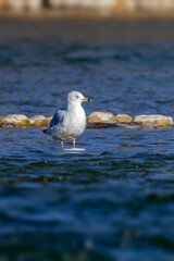 A lone seagull stands in shallow water near shoreline rocks, quietly observing its surroundings in a calm coastal scene.