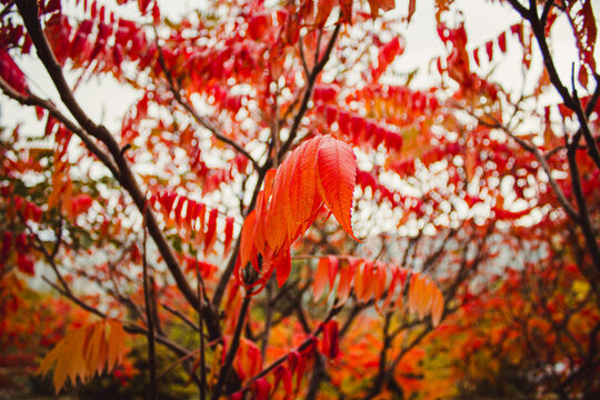 Fragment of the Rhus typhina bush, also known as sumac with bright red autumn leaves and red leaves close-up, background