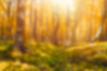 Abstract blurred autumn forest background with warm golden light and soft focus. Natural woodland scene with fall colors and sunlight. Perfect for seasonal design or nature concepts