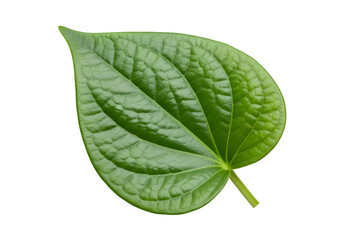 Obraz premium Betel leaf isolated on transparent or white background. PNG
