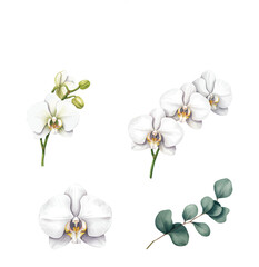 White orchid flower and eucalyptus branch watercolor illustration. © Artverza