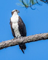Osprey on a branch sunning after eating