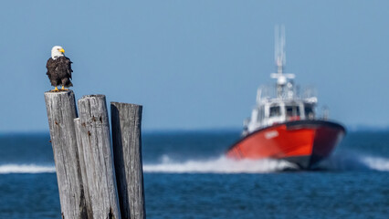 Bald Eagle on piling at Lynnhaven Inlet in Virginia Beach
