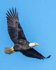 Obraz premium Bald Eagle in flight over the ocean
