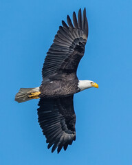 Bald Eagle in flight over the ocean