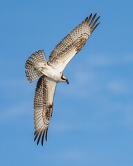Osprey searching for a meal, diving and catching fish