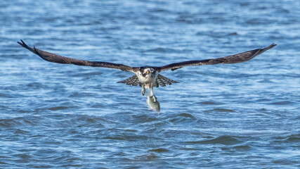 Osprey searching for a meal, diving and catching fish
