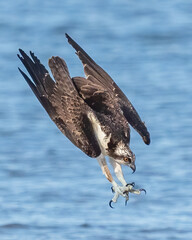 Osprey searching for a meal, diving and catching fish