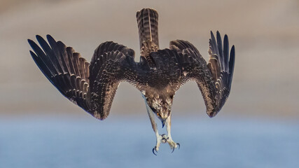 Osprey searching for a meal, diving and catching fish © William
