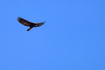 Golden eagle soaring with wings fully extended in blue sky