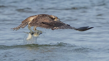 Osprey searching for a meal, diving and catching fish