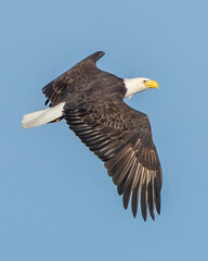Bald Eagle in flight over the ocean