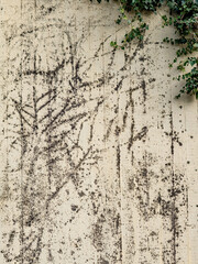 Feuchte und verschmutzte Beton Wand durch wildwachsendes Efeu