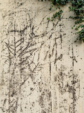 Feuchte und verschmutzte Beton Wand durch wildwachsendes Efeu
