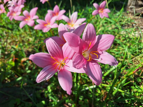 Pink zephyranthes flowers bloom in a meadow in the sun.