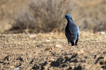 Rock dove (Columba livia) standing on dry ground in natural open area