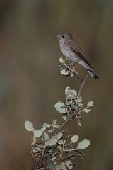 Spotted flycatcher (Muscicapa striata) perched on a dry branch in natural light