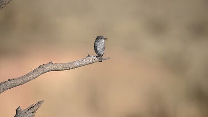 Spotted flycatcher (Muscicapa striata) perched on a dry branch with earthy background