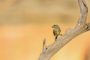 Red crossbill (Loxia curvirostra) perched on dry branch with clear sky background