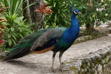 Fototapeta premium Vibrant Peacock Amidst Lush Foliage in Coyaba Gardens, Ocho Rios, Jamaica - A Colorful Caribbean Bird Display