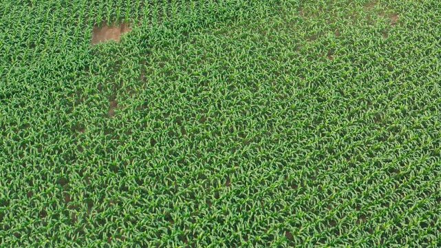 Wide-angle drone shot from high up, showing the dense, uniform texture of a large field of young, healthy green corn or maize plants stretching to the horizon.