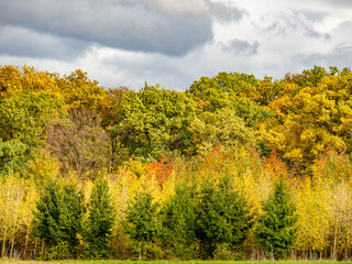 Wiederaufforstung im herbstlichen Mischwald