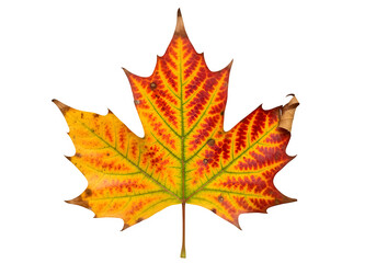 Fototapeta premium Single autumn sycamore or plane tree leaf isolated on transparent or white background. PNG