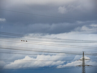 V&ouml;gel auf einer Stromleitung