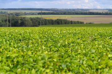Vast Lush Green soybean Fields Spread Beneath a Bright Blue Sky with Fluffy White Clouds