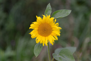 A Bright Sunflower Is Blooming Beautifully and Radiantly in Natures Warm Embrace of Life