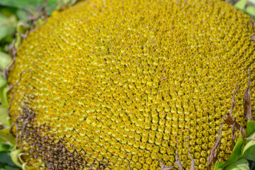 A detailed closeup view of a vibrant sunflower head filled with seeds, showcasing its beauty