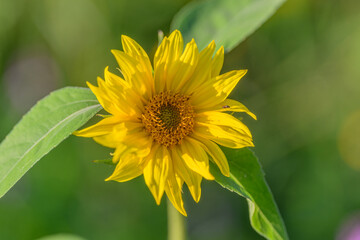 A Beautiful and Vibrant Sunflower Blooms Gracefully Amidst the Lush Greenery Surrounding It