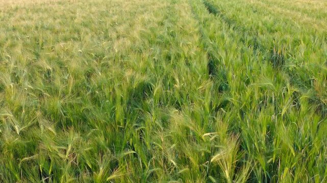 Low-level drone view of a lush green barley or wheat field, showing the distinct pattern of vehicle tracks (tractor path) cut through the rows of grain.