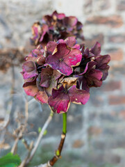 Dried Hydrangea macrophylla, Edinburgh, Scotland, United Kingdom