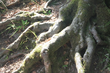 große Baumwurzeln und Laub 