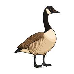Fototapeta premium vector art of canada goose isolated on white