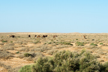 Group of camels eating grass in a medow. Tunisia, Africa