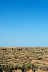 Group of camels eating grass in a medow. Tunisia, Africa