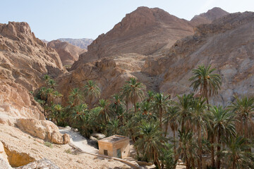 Beautiful walk among date palms. Chebika, Tunisia