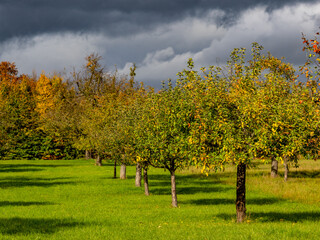 Baumgrundstück im Herbst