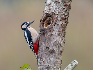 Great-spotted woodpecker, Dendrocopos major