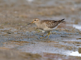 Pectoral sandpiper, Calidris melanotos